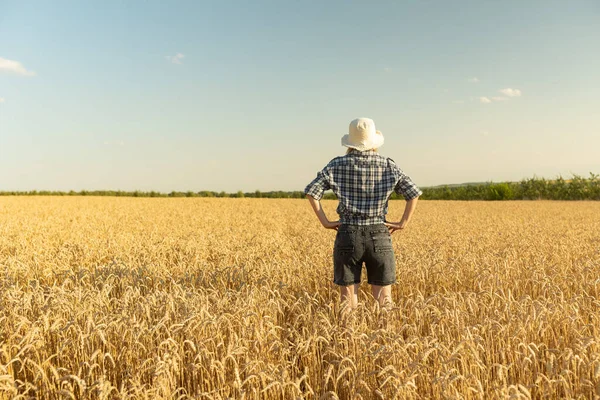 Pohled Ženu Velkém Klobouku Kráčející Létě Pšeničném Poli Zralých Pšeničných — Stock fotografie