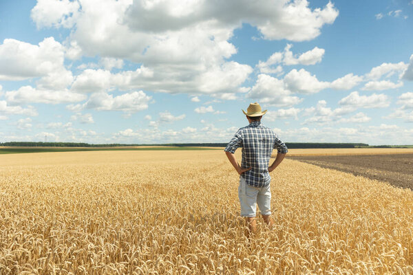 A young farmer in a shirt and a hat stands in the middle of an endless field of golden wheat against a blue sky. Back view
