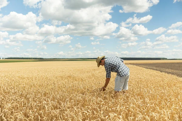 Mladý Farmář Košili Klobouku Stojí Uprostřed Nekonečného Pole Zlaté Pšenice — Stock fotografie