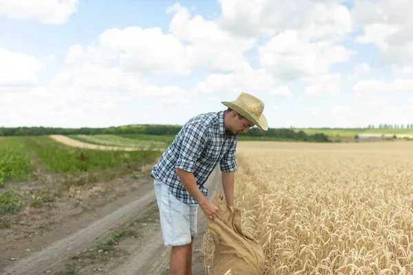Farmer checking the quality of wheat. agriculture concept. Farmer\'s hands pour wheat grains in a bag with ears. Harvesting cereals. An agronomist looks at quality of grain.