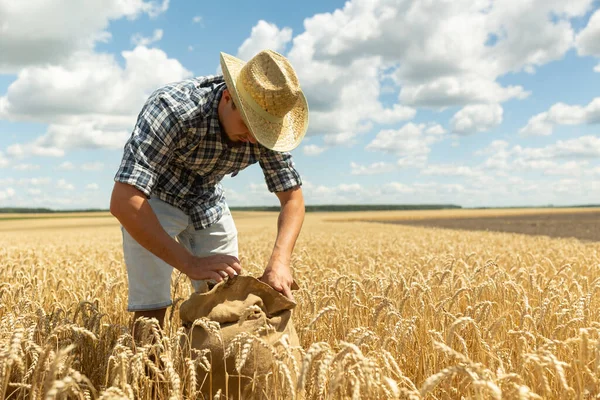 Farmer checking the quality of wheat. agriculture concept. Farmer\'s hands pour wheat grains in a bag with ears. Harvesting cereals. An agronomist looks at quality of grain.