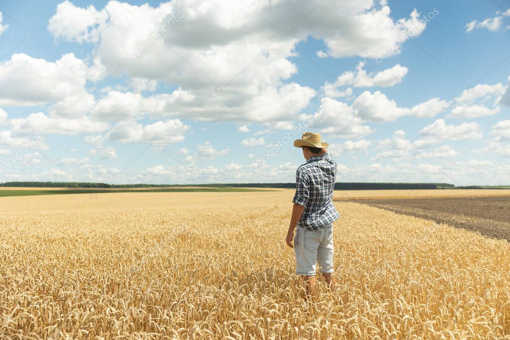 A young farmer in a shirt and a hat stands in the middle of an endless field of golden wheat against a blue sky. Back view