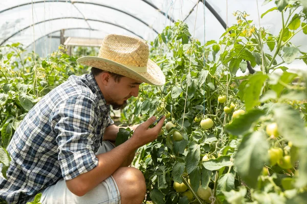 Farmer Man Examining Progress Green Tomatoes His Greenhouse Summer — Fotografia de Stock