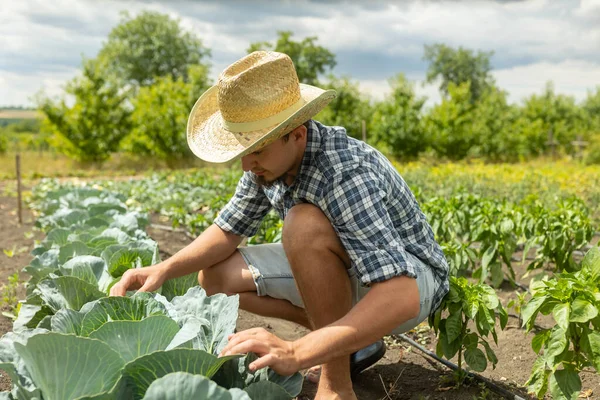 Farmer Man Engaged Cultivation Organic Vegetables Checking Exemining Cabbage Garden — Fotografia de Stock