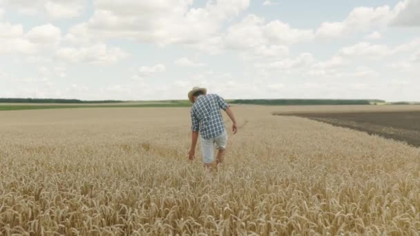 Урожай Пшениці Молодий Фермер Солом Яному Капелюсі Ходить Полю Торкається — стокове відео