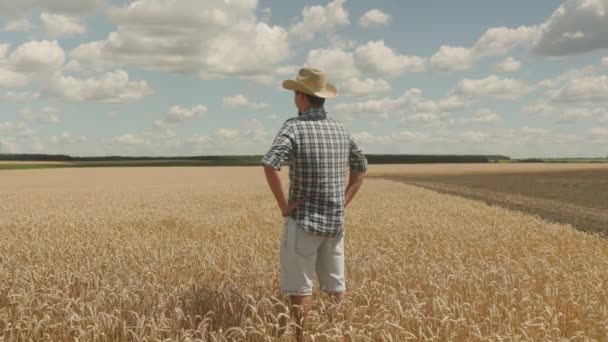 Flight Field Ripe Wheat Which Stands Farmer Man Hat Close — Vídeo de Stock