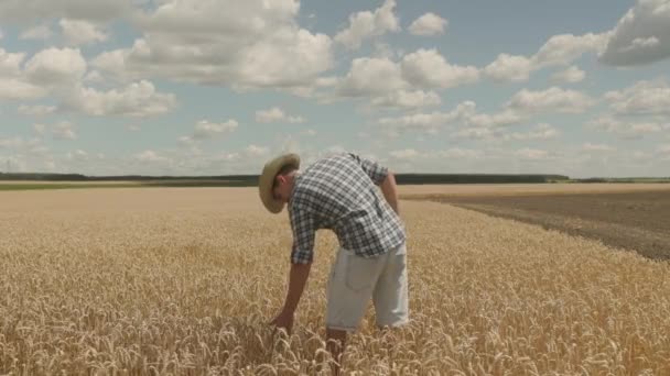 Young Farmer Standing Middle Wheat Field Putting His Hands His — Αρχείο Βίντεο