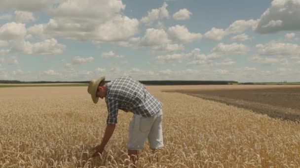 Young Farmer Shirt Hat Stands Middle Endless Field Golden Wheat — Vídeo de Stock