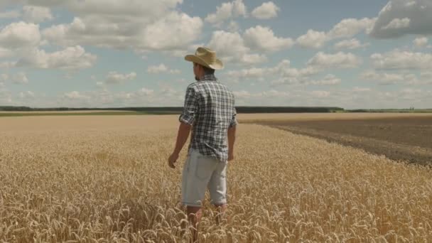 Man Farmer Straw Hat Staying Wheat Field Looks Back View — Vídeo de Stock