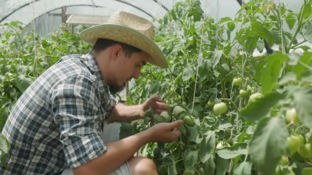 Farmer Man Examining Progress Green Tomatoes His Greenhouse Summer — Vídeos de Stock