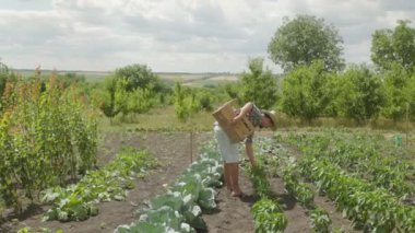 Bir çiftçi bahçede boş bir ahşap kutu taşır. Hasat konsepti. Bir erkek işçi elinde hasat kutusuyla güneşli bir tarlada yürüyor. Adam hasadı kontrol ediyor