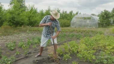 Man is digging potatoes with a shovel in the garden. Potato harvest or potatoe planting, agriculture, farming. Eco farm in the countryside. Farmer holds potato tubers in his hands