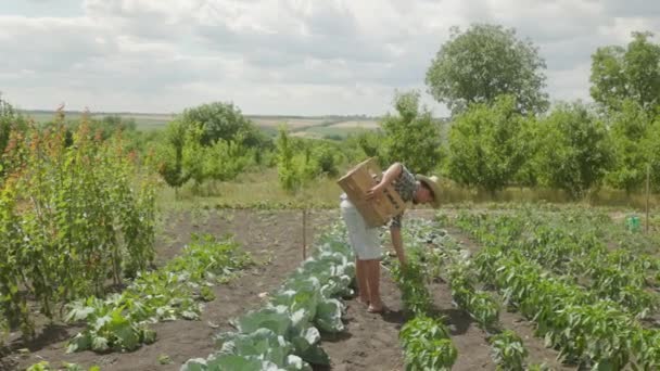 Farmer Carries Empty Wooden Box Garden Harvest Concept Male Worker — Stok video