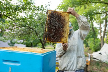 a beekeeper inspecting his hives. many bees on honeycomb. Beekeeper looking for a queen
