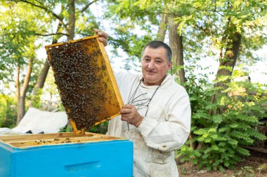 Kovanlarını kontrol eden bir arı yetiştiricisi. Bal peteğinde bir sürü arı var. Arıcı kraliçeyi arıyor.