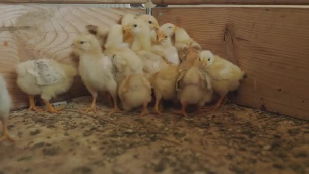 Lots Little Chicks Wooden Box — Stock Video