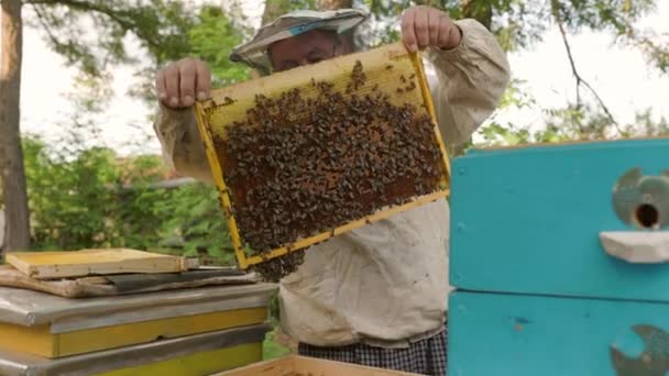 Пчеловод Держит Соты Полные Пчел Пчеловод Осматривает Медовую Раму Пасеке — стоковое видео