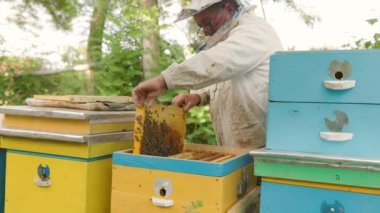 Arıcı elinde arılarla dolu bir bal peteği tutuyor. Arı yetiştiricisi arı kovanındaki bal peteği çerçevesini inceliyor. Arıcılık konsepti yavaş çekim video yaşam tarzı. Arıcı elinde arılarla dolu bir bal peteği tutuyor.