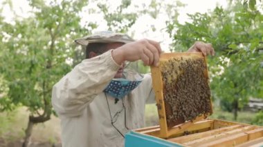 Arıcı elinde arılarla dolu bir bal peteği tutuyor. Arı yetiştiricisi arı kovanındaki bal peteği çerçevesini inceliyor. Arıcılık konsepti yavaş çekim video yaşam tarzı. Arıcı elinde arılarla dolu bir bal peteği tutuyor.