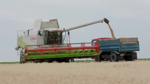 Ukraine Vartekivtsi July 2022 Combine Harvester Harvests Wheat Shears Wheat — Video