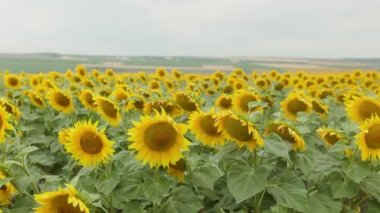Ayçiçeği tarlasının 4K videosu. Tarım. Ayçiçeklerinin havadan görünüşü. Uçsuz bucaksız bir ayçiçeği tarlasında açan ayçiçeği rüzgarda dalgalanıyor.