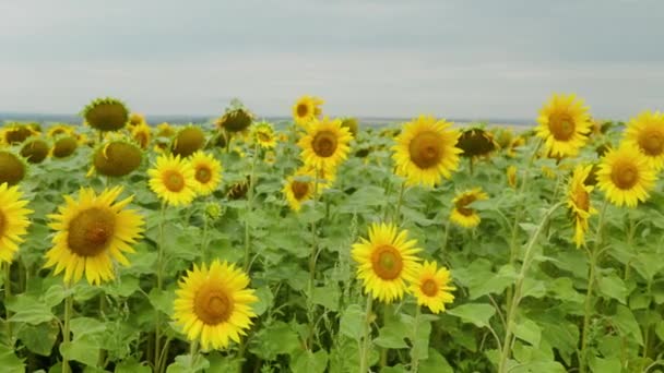 Video Sunflower Field Agriculture Aerial View Sunflowers Taking Sunflower Blooming — Stockvideo