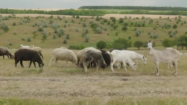 Herd Different Goats Grazes Sheeps Meadow Eats Grass Goat Farm — Vídeo de Stock