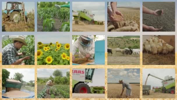 Ukraine Vartekivtsi July 2022 Agricultural Production Video Montage Farming Agricultural — Αρχείο Βίντεο