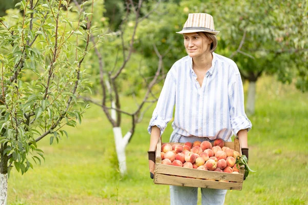 Happy woman farmer gardening in her orchard, holding freshly harvested peaches in plastic wooden box