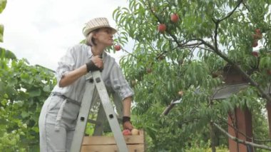 Attractive woman in trendy summer hat picking delicious peaches from trees. Happy farmer tasting fresh fruits at private garden.