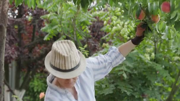 Attractive Woman Trendy Summer Hat Picking Delicious Peaches Trees Happy — Stock Video