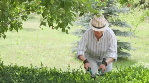 Charming Farmer Woman Using Large Scissors Trimming Boxwood Bushes Outdoors — ストック動画