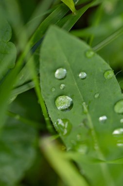 Yeşil yapraklı makronun üzerinde büyük, şeffaf yağmur suyu damlaları. Sabahları çiy damlaları güneşte parlar. Doğadaki güzel yaprak dokusu. Doğal arkaplan