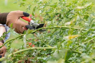 Baharda bahçede çalış. Mezhepçilerle gülün kuru dallarını kesen bir kadın.