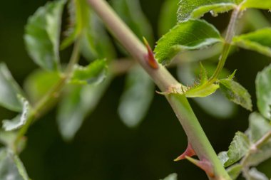 the thorn of a rose close-up on blurred black background
