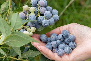 A female hand full of blueberries, with blueberry branch in the background.