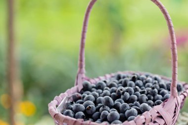 Yabanmersini. Bahçede yaprakları sepetlenmiş taze meyveler. Yabanmersini hasat ediyorum.