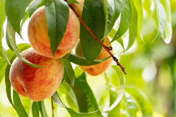 Natural Fruit. Peaches growing on a tree in the summer. Peaches on tree branches. Delicious and healthy Organic nutrition. Garden with ripened nectarines. Healthy eating, vegetarianism, Vegan