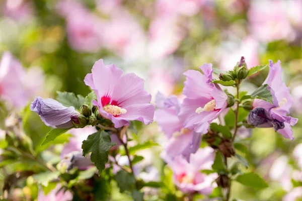 Pink hibiscus or pink mallow flower. Hibiscus flower Rosa Sinensis with creamy pink petals and burgundy center. pink flowers in the garden