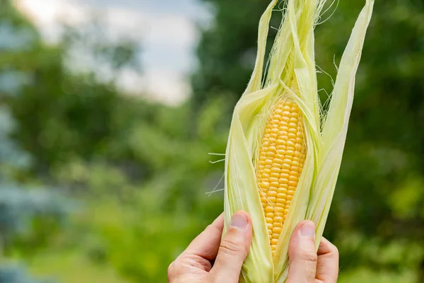 Farmers Hand Holding Corn Cob Inspecting Copy Space — ストック写真