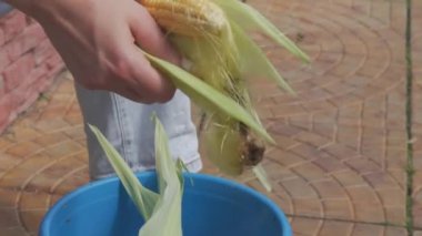 Hands peeling a freshly picked, locally sourced ear of corn. The green stalk is coming of and the yellow vegetable is golden and shiny.
