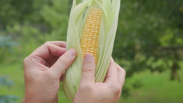 Hands Peeling Freshly Picked Locally Sourced Ear Corn Green Stalk — Video Stock