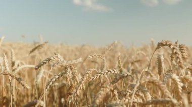 Buğday tarlası, rüzgardan sarkan buğday kulakları. Altın kulaklar rüzgarda yavaşça sallanıyor. Yaz günü olgunlaşan buğday tarlası manzarası. Tarım endüstrisi.