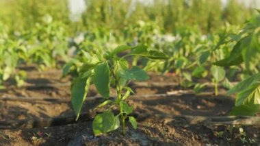 Senior female urban gardener working in garden, watering beautiful sunlit fresh green pepper sprouts in summer. Slo motion close up shot of water drops pouring on vegetable plans growing in rows. cat sniffs water