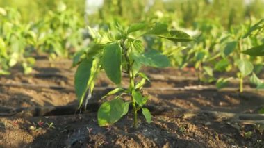 watering beautiful sunlit fresh green pepper sprouts in summer. Slo motion close up shot of water drops pouring on vegetable plans growing in rows