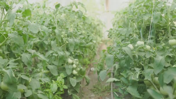 Beds Green Tomatoes Greenhouse Tomato Bushes Green Seedlings Agriculture Farming — Videoclip de stoc