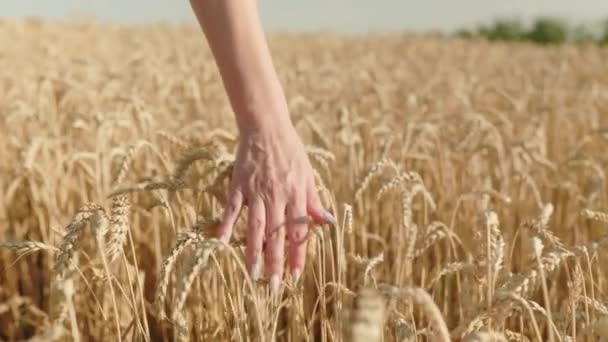 Female Hand Holds Ripe Golden Ears Wheat Walks Field Rich — Vídeo de stock