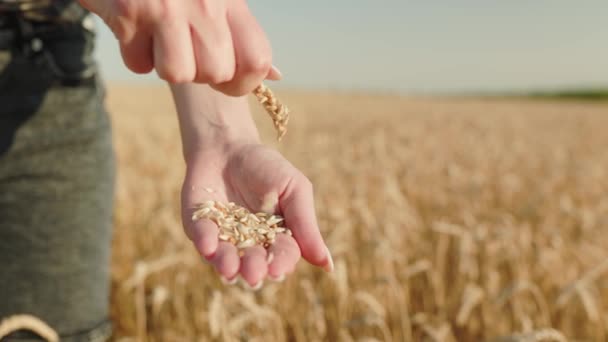 Wheat Rural Field Sunny Day Farmer Agronomist Agribusiness Owner Checks — Vídeo de Stock