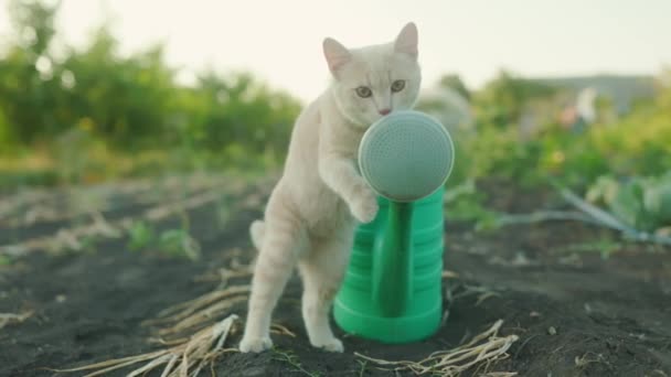Red Kitten Licks Watering Can Watering Plants Garden Summer — Wideo stockowe