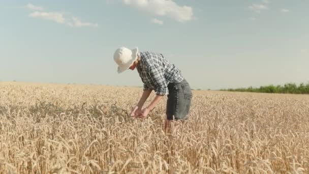 Farmer Woman Checking Golden Wheat Field Morning Sunrise Agronomist Inspecting — Vídeo de Stock